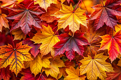 Rudens lapu nodošanas akcija Olaines novadā