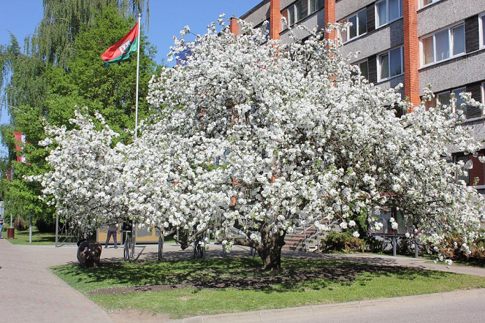 Ziedoša ābele un novada karogs pie ieejas pašvaldības ēkā