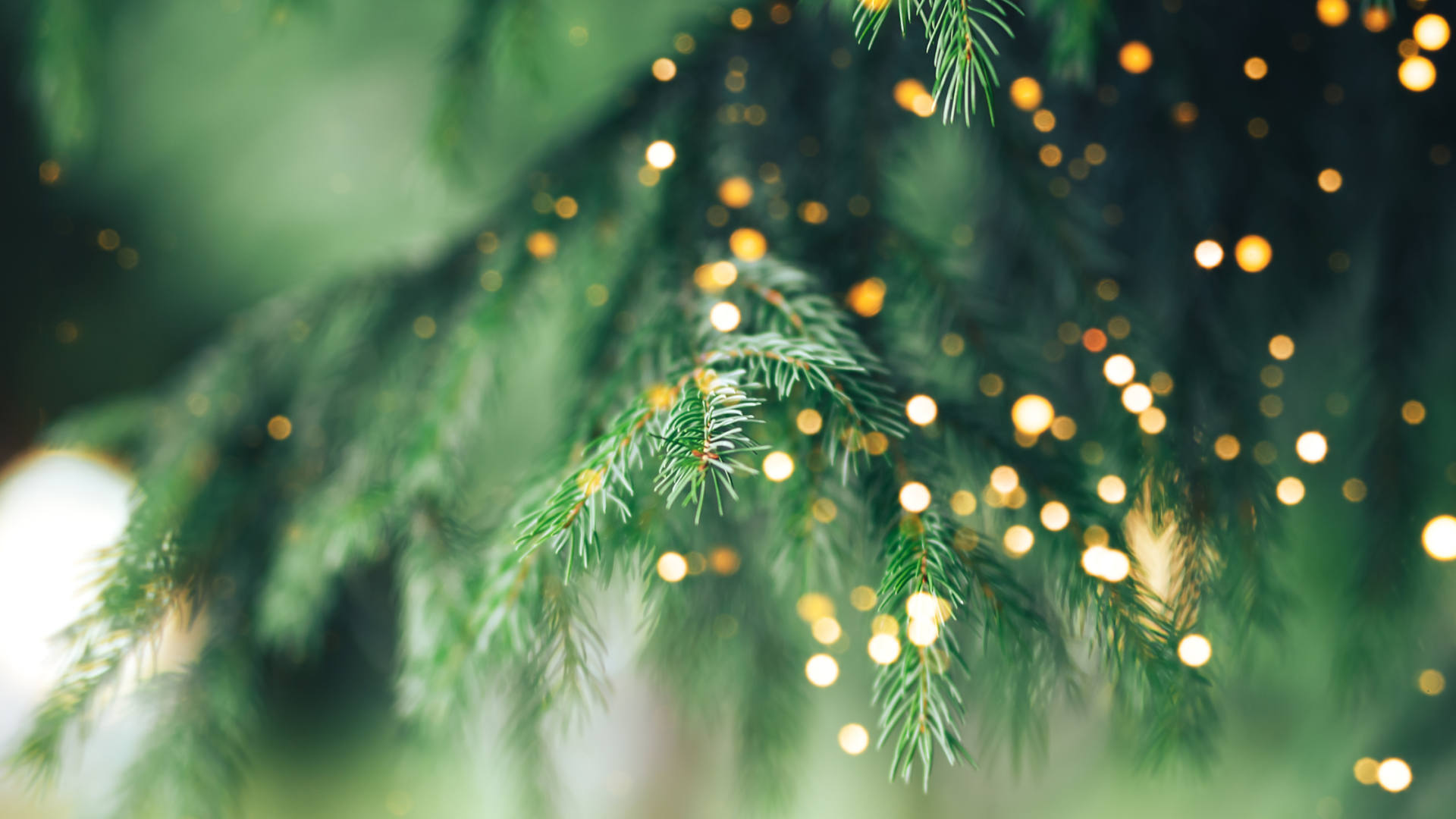 Svētku egles iedegšanas pasākums 2025!